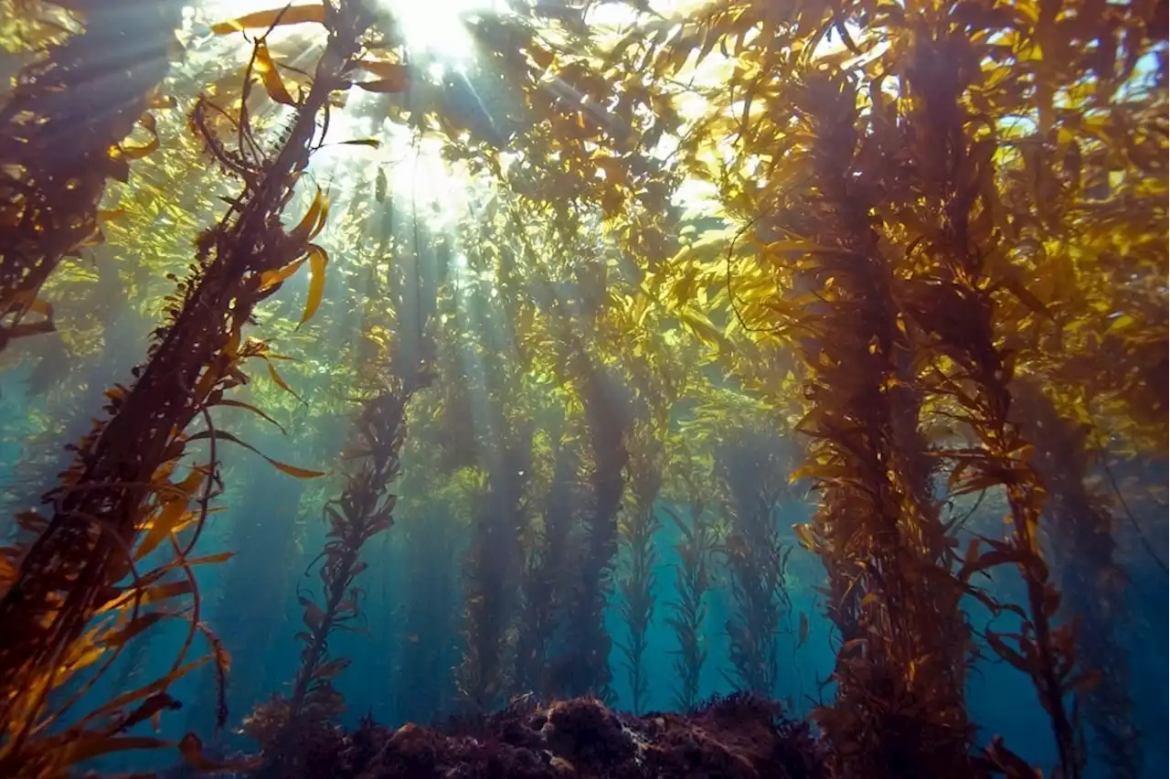 In Namibia, kelp forests help lock up planet-heating carbon | Business