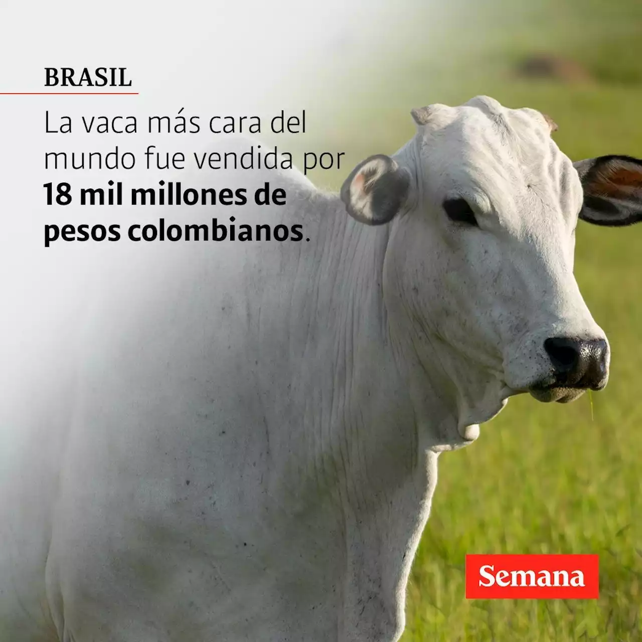 La vaca más cara del mundo fue vendida en Brasil, ¿cuánto pagaron por ella?