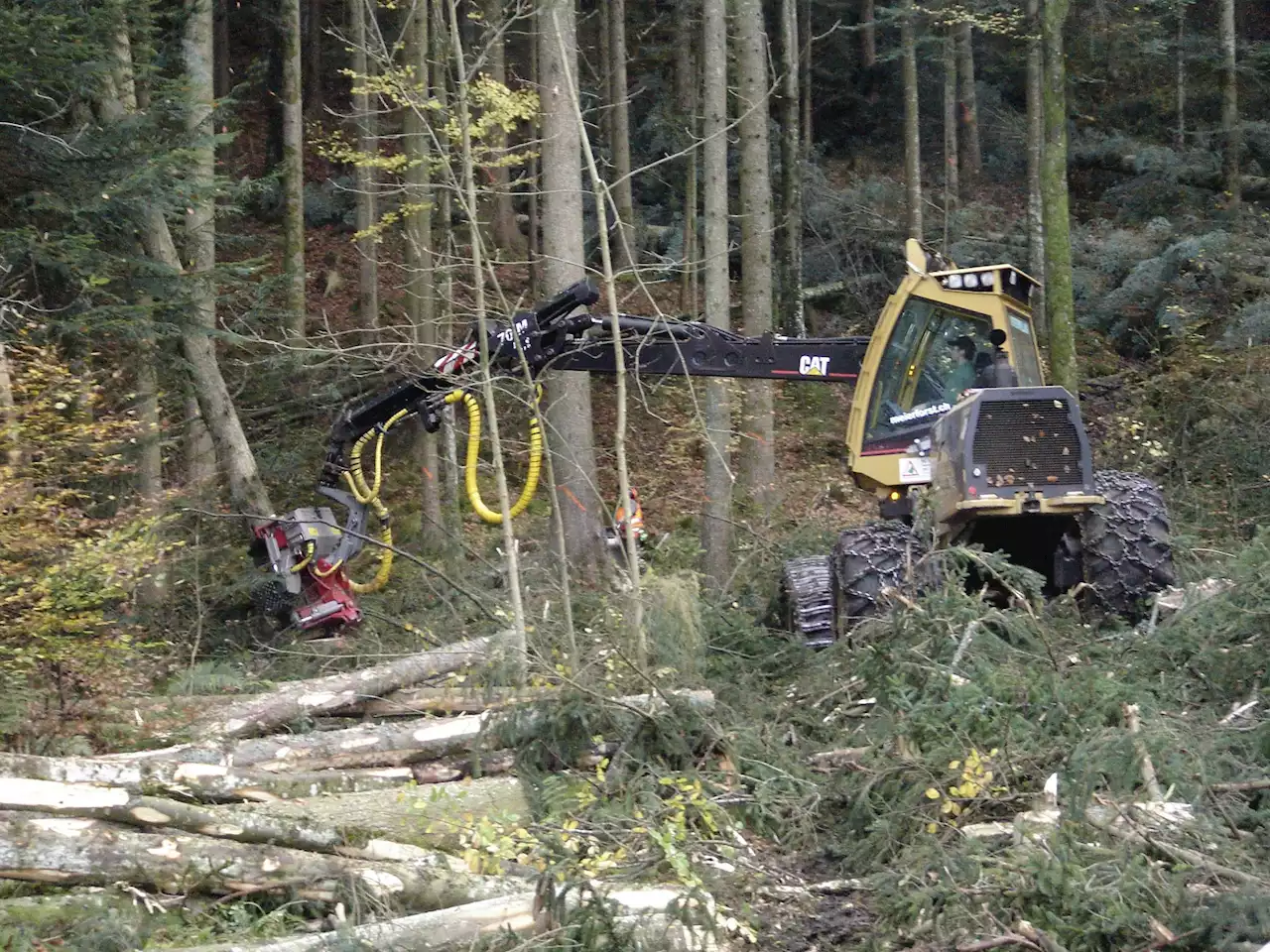 Nach Petition: Regierungsrat stoppt Holzschlag - Schweizer Bauer