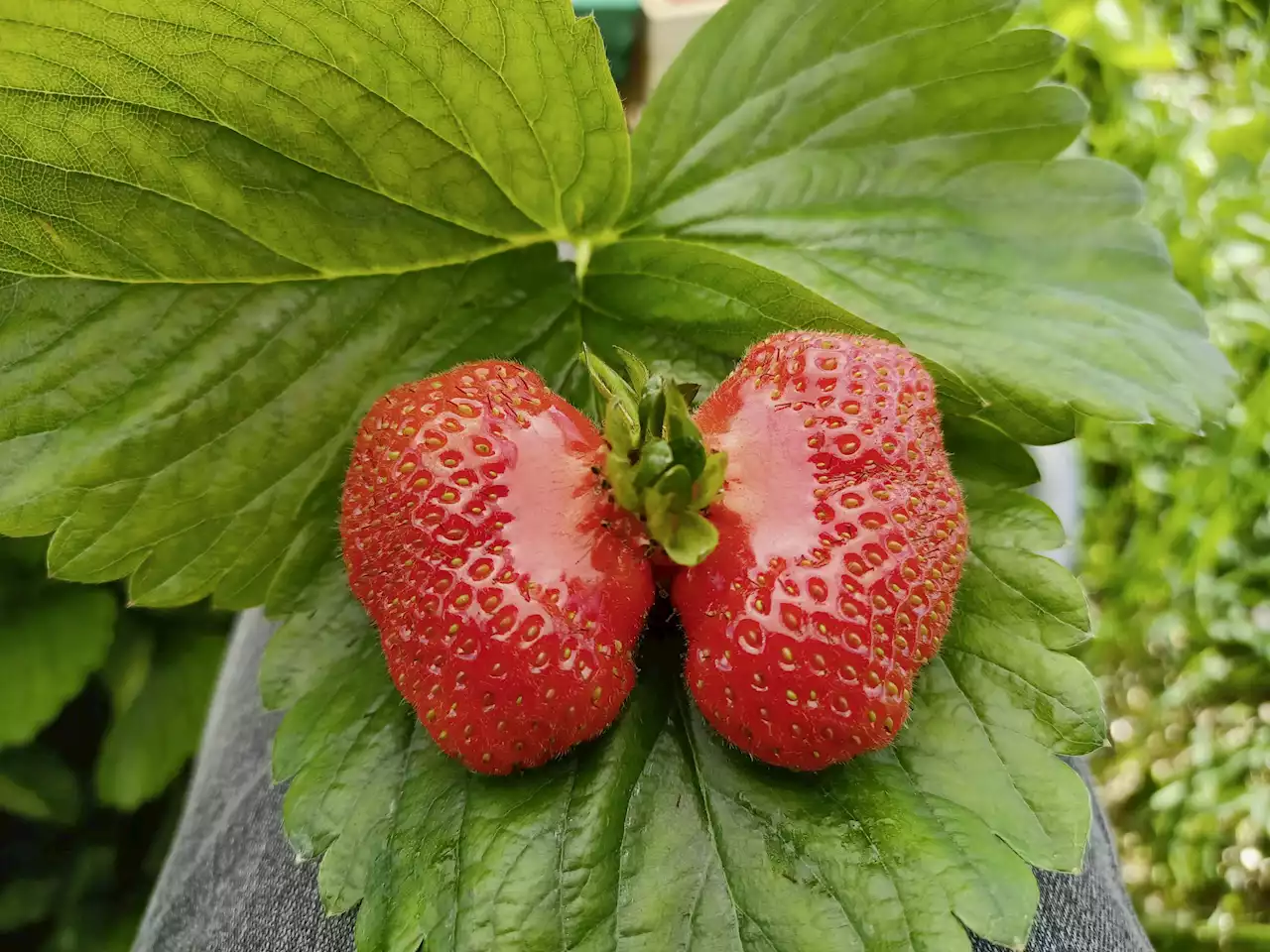 Sieg für Erdbeer-Schmetterling - Schweizer Bauer