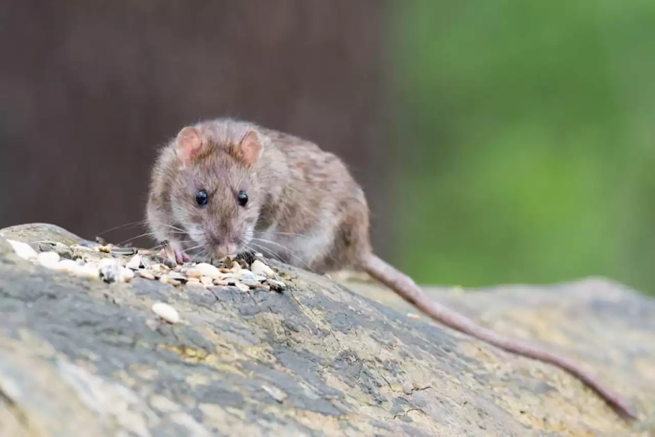 Mass rat extermination could harm Scotland's ­ecosystem, experts warn