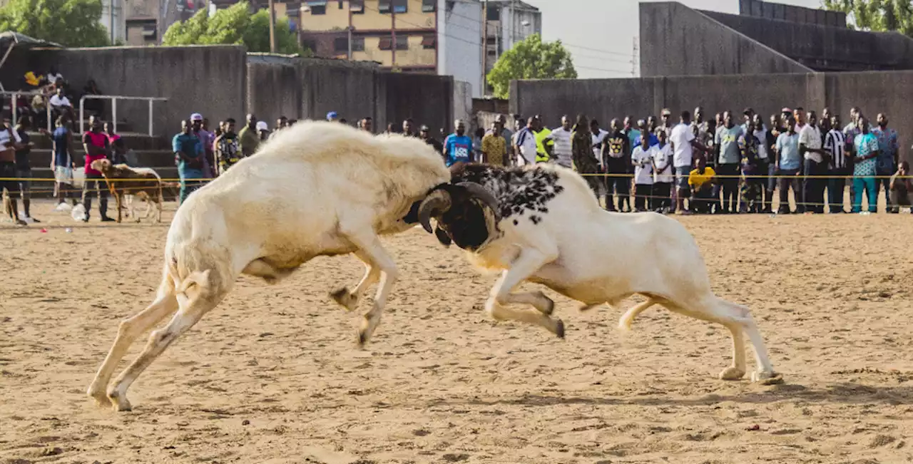 Osun’s Sallah scuffles and Abuja’s dog meat | TheCable