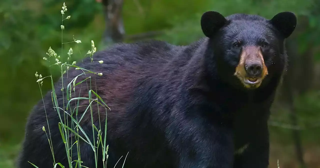 64-year-old woman punches bear that chased her dog; bear bites back