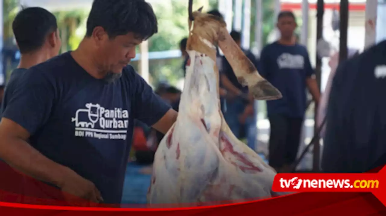 Momen Idul Adha 1444 Hijriah, Pertamina Sumbagut Sembilih 87 Hewan Qurban