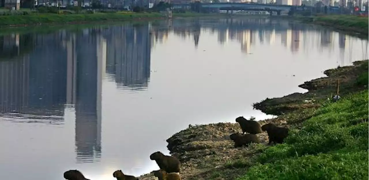 É possível 'ressuscitar' um rio? Limpeza no interior de SP chama atenção