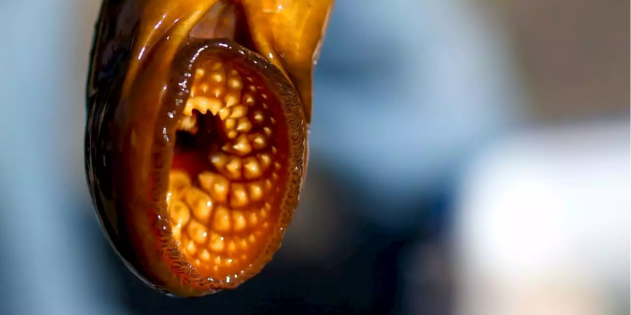 A Vampire Creature in the Great Lakes Is Scaring Fishermen and Tourists—‘Like Science Fiction’