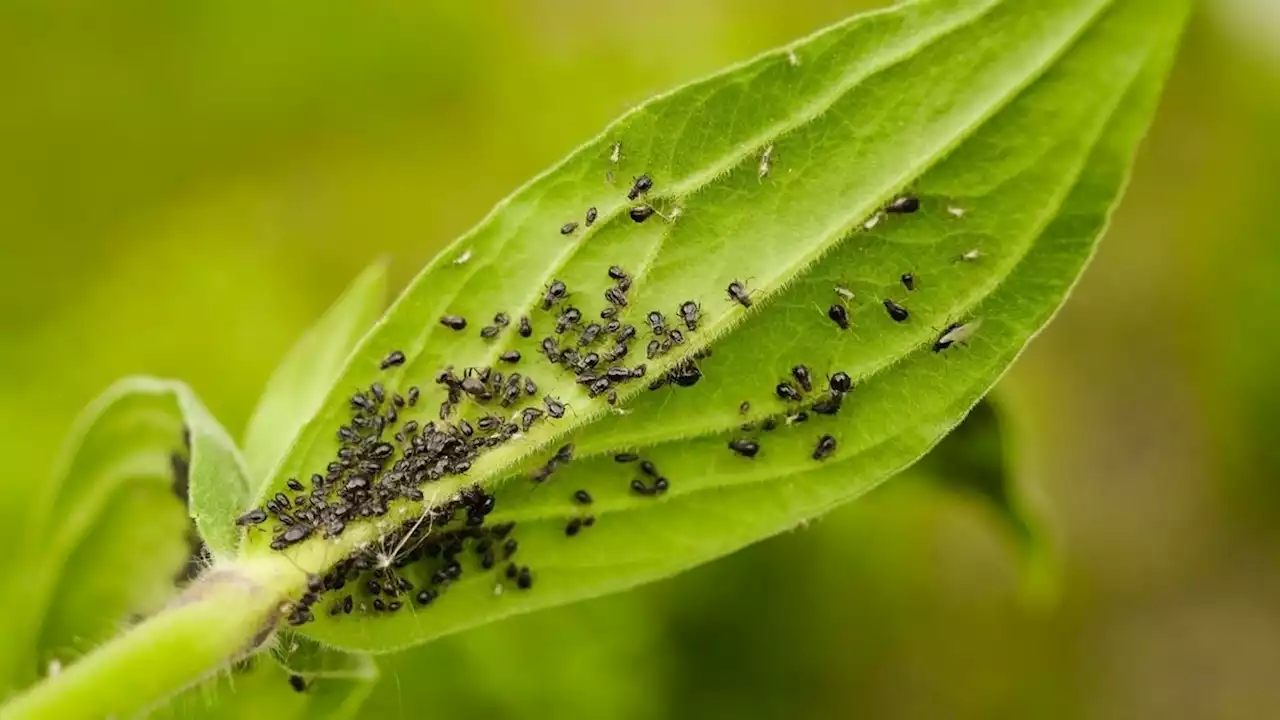 First smoky air, now clouds of bugs. Winged aphids invade New York City