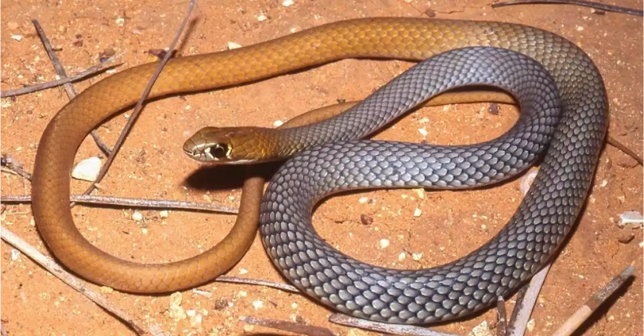 New venomous snake found in Australia