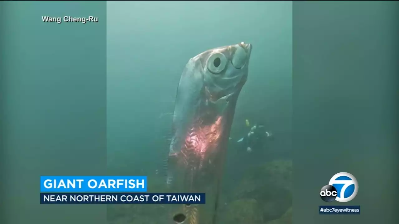 Divers discover giant oarfish off coast of Taiwan, seen as symbol of impending disaster