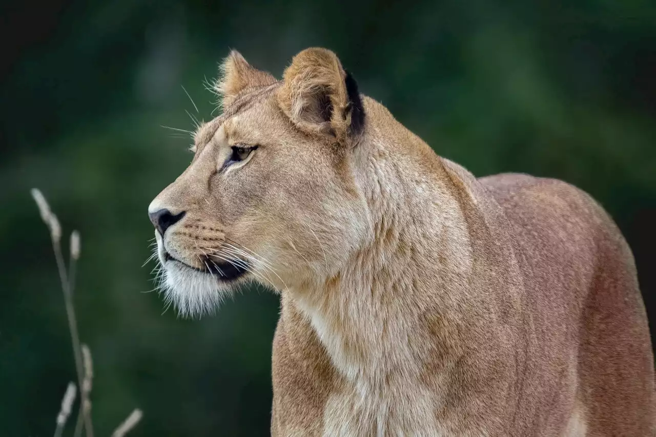 Allemagne : une lionne repérée dans les rues de Berlin, la capitale en alerte