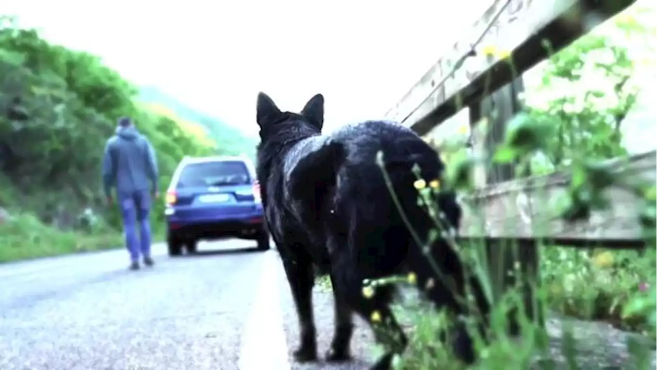 Salvini: 'Fino alla revoca della patente per chi abbandona gli animali' - Notizie - Ansa.it