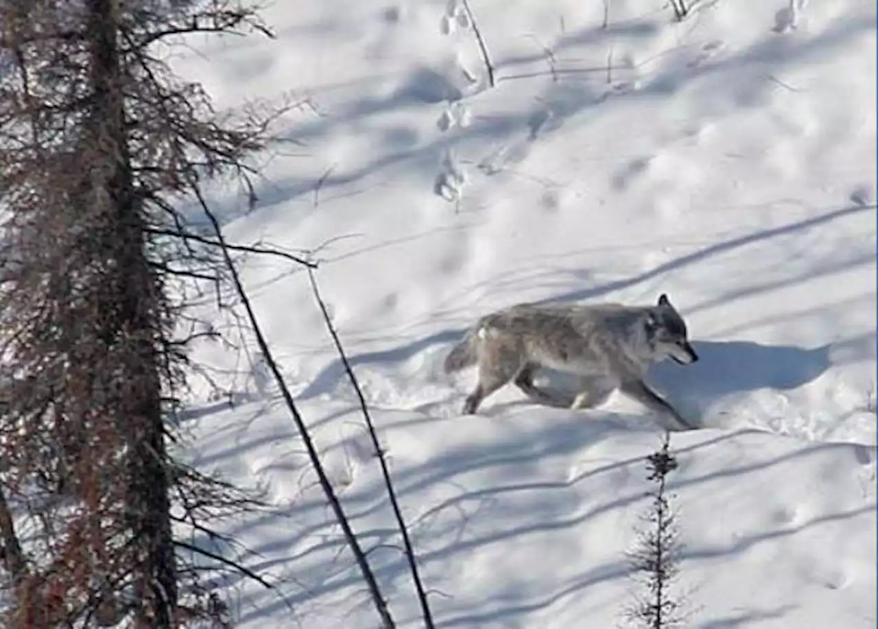 Alaska predator control doesn't result in more moose harvests, according to a study of one game unit