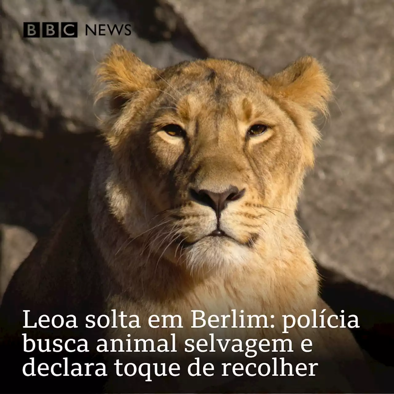 Leoa em Berlim: animal à solta assusta e leva a toque de recolher - BBC News Brasil