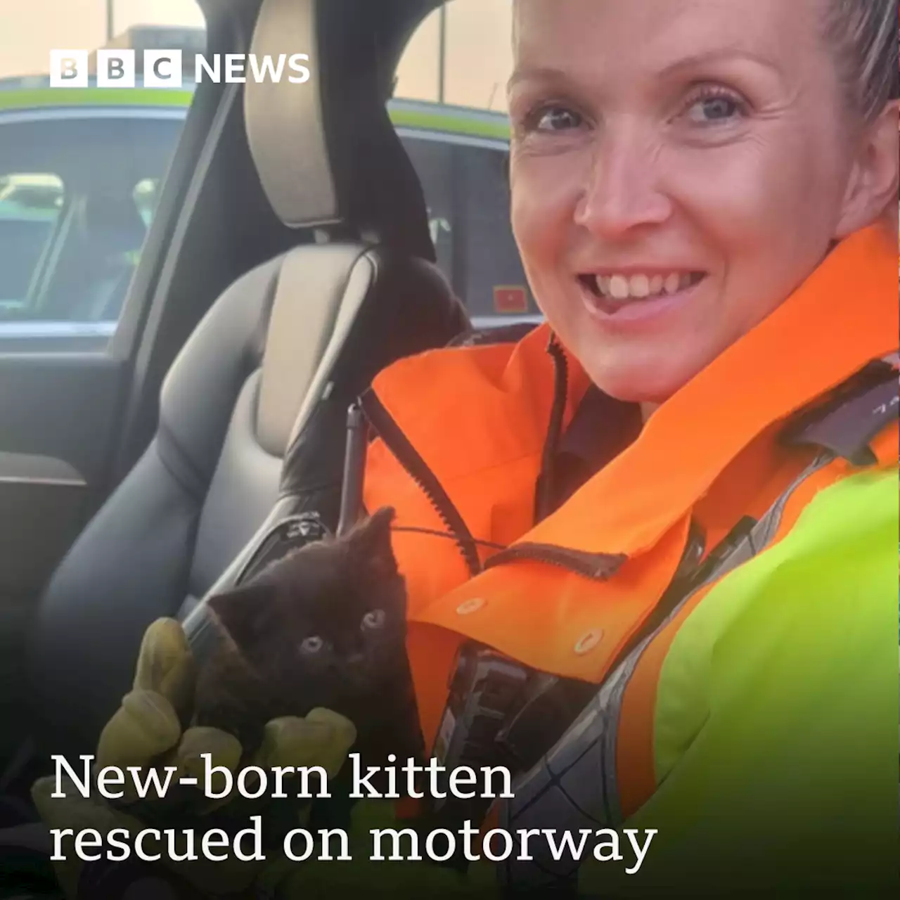 New-born kitten recovering after motorway rescue