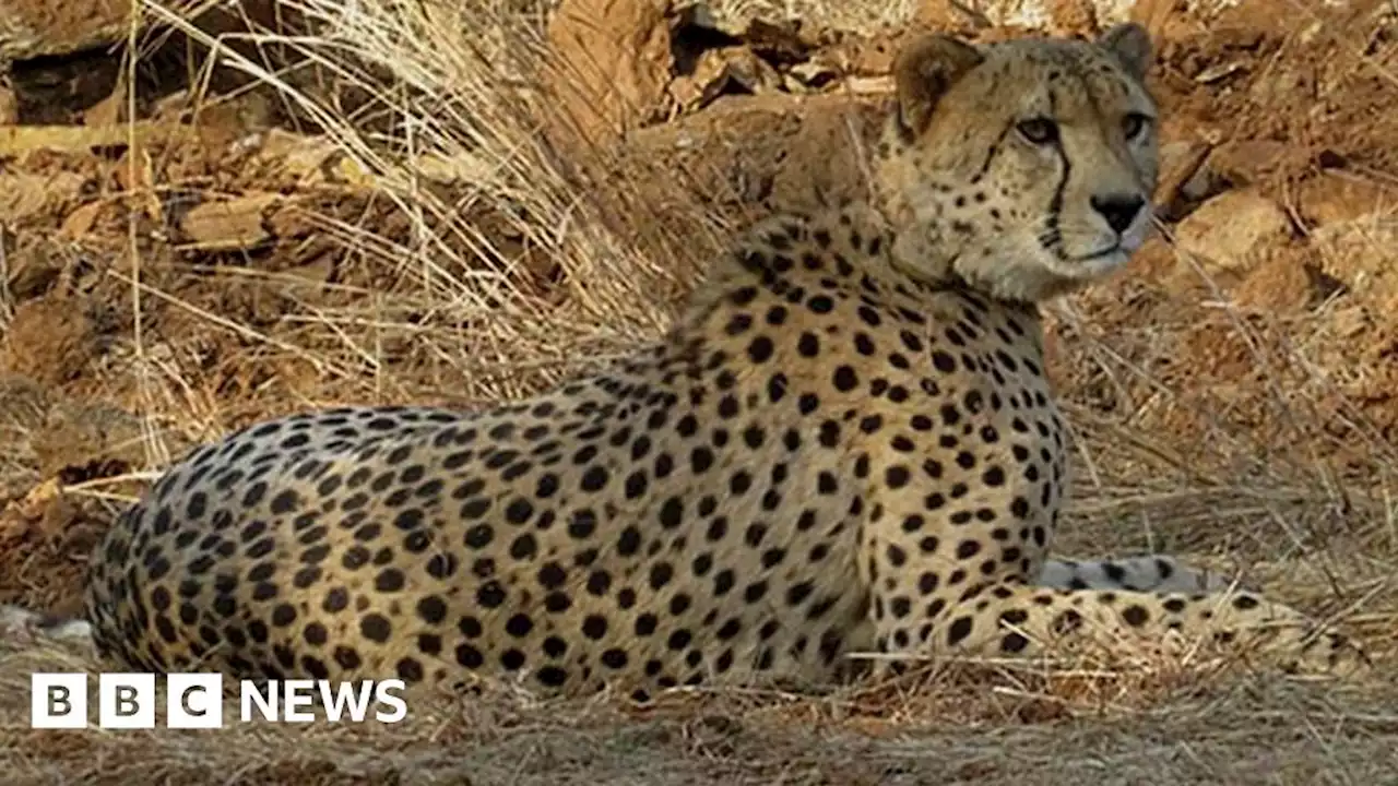 Kuno cheetah deaths: Could radio collars be killing the big cats in India?