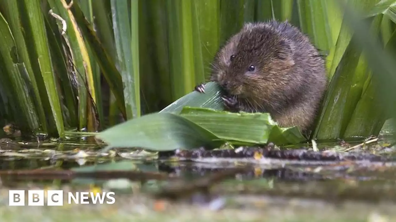 Wiltshire Wildlife Trust to 're-meander' River Were