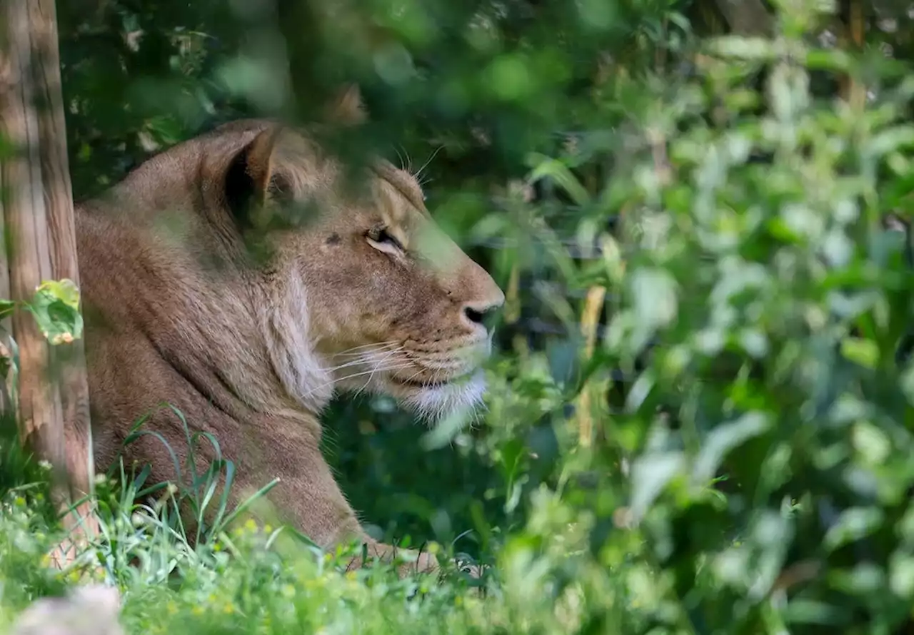 Löwen-Suche in Berlin: Der Berliner Zoo sagt, was mit der entlaufenen Raubkatze zu tun ist