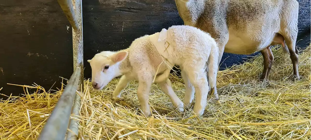 Sechsbeiniges Schaf „Dolly“ wird in Leipzig operiert