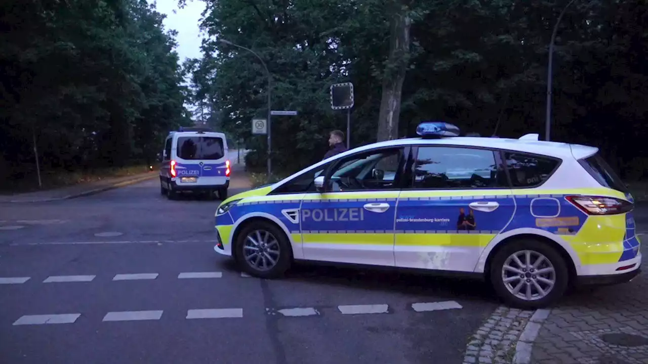 Polizei warnt Anwohner – Wildtier in Berlin entlaufen – mutmasslich eine Löwin