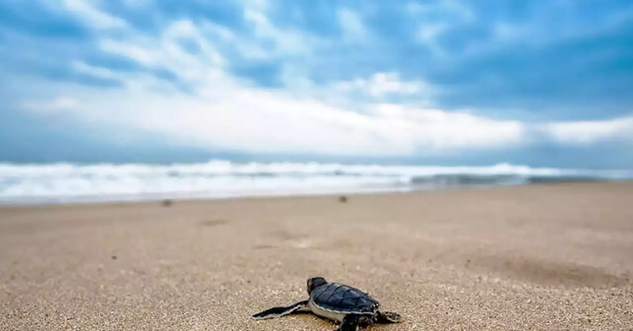 Four Sea Turtle Hatchlings Trapped in Hole on Beach in Anna Maria Island