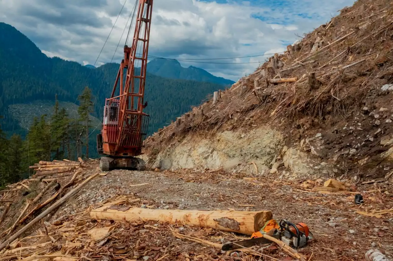 Satellites track loss of old-growth forests B.C. government said it would protect