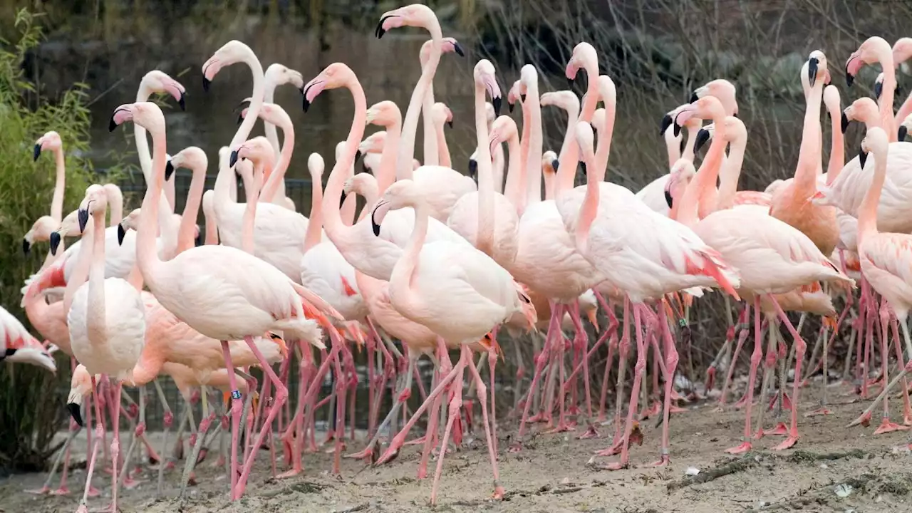 Ungewisse Zukunft für Flamingos und Pelikane im Berliner Zoo