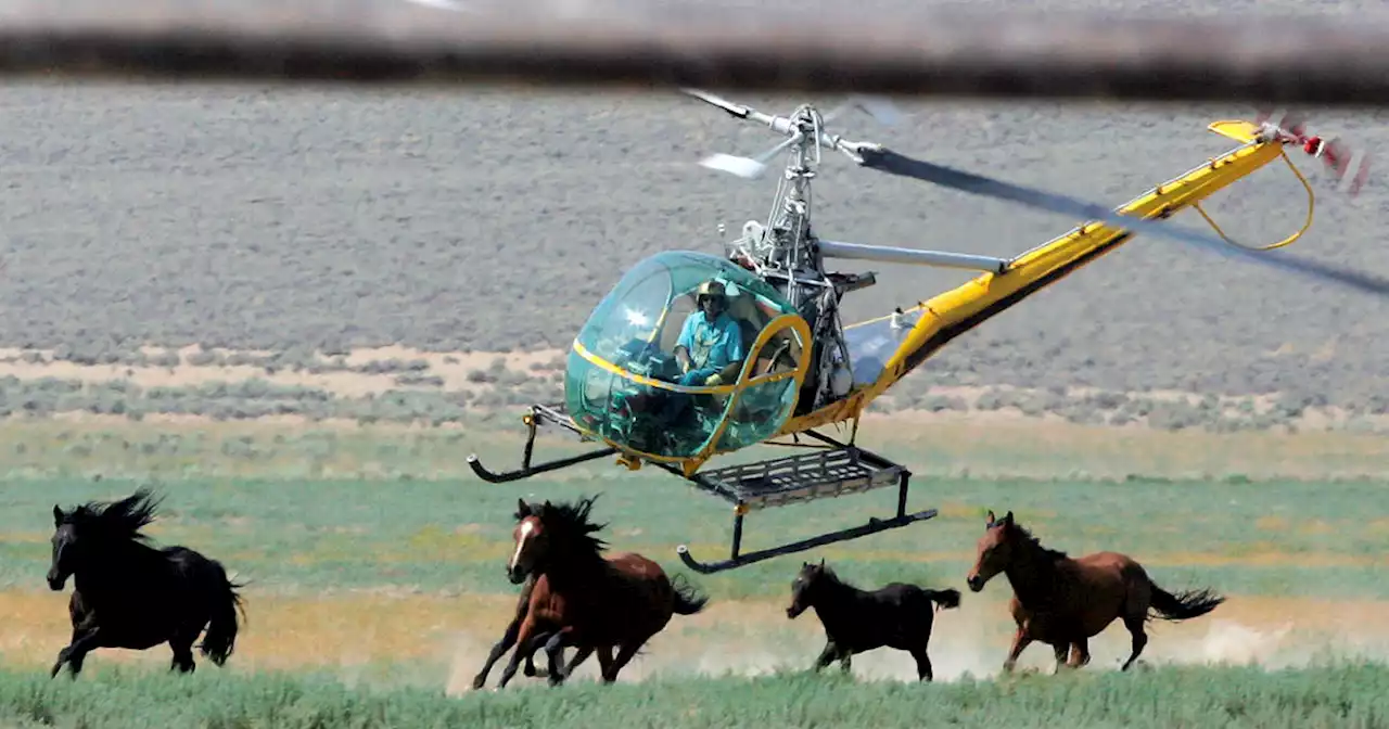 11 horses die in 'barbaric' roundup in Nevada caught on video, showing animals with broken necks