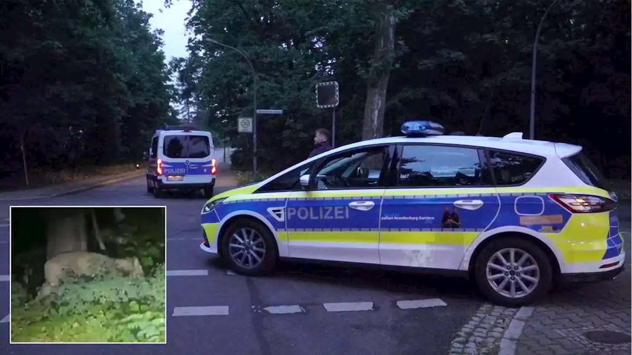 Löwe in Berlin / Brandenburg Kleinmachnow entkommen: Großeinsatz der Polizei - Warnung an Bevölkerung