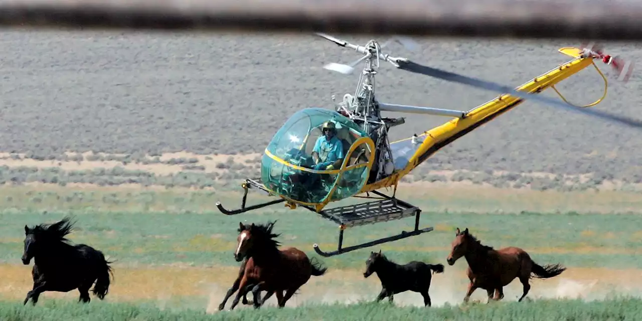 11 mustangs die in US roundup in Nevada caught on video, showing horses with broken necks