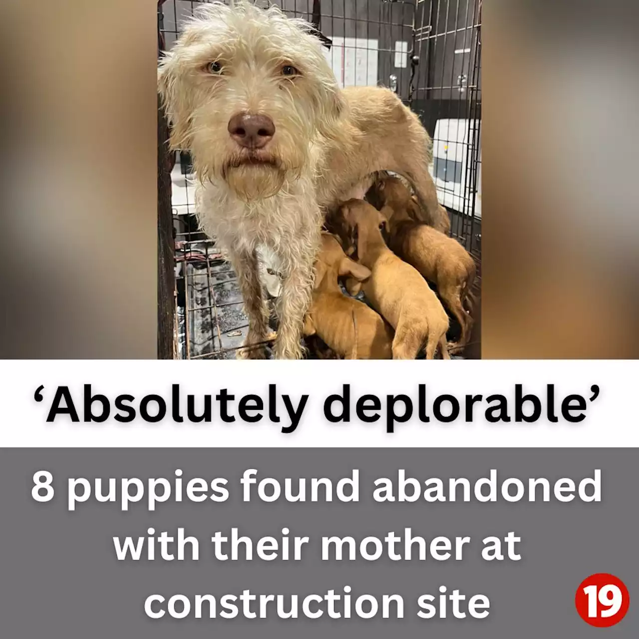 ‘Absolutely deplorable’: 8 puppies found abandoned with their mother at construction site