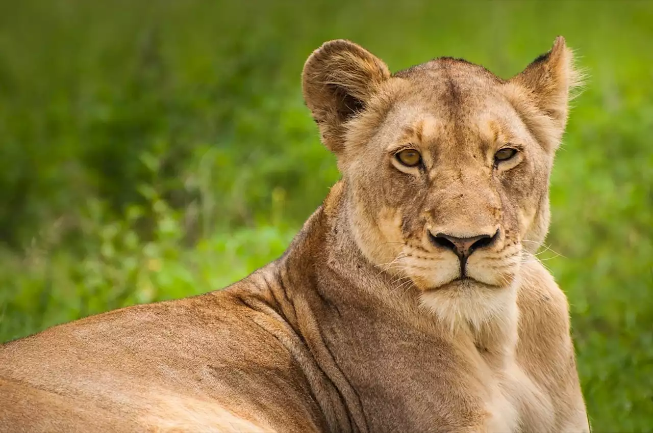 Allemagne : une lionne en liberté recherchée près de Berlin