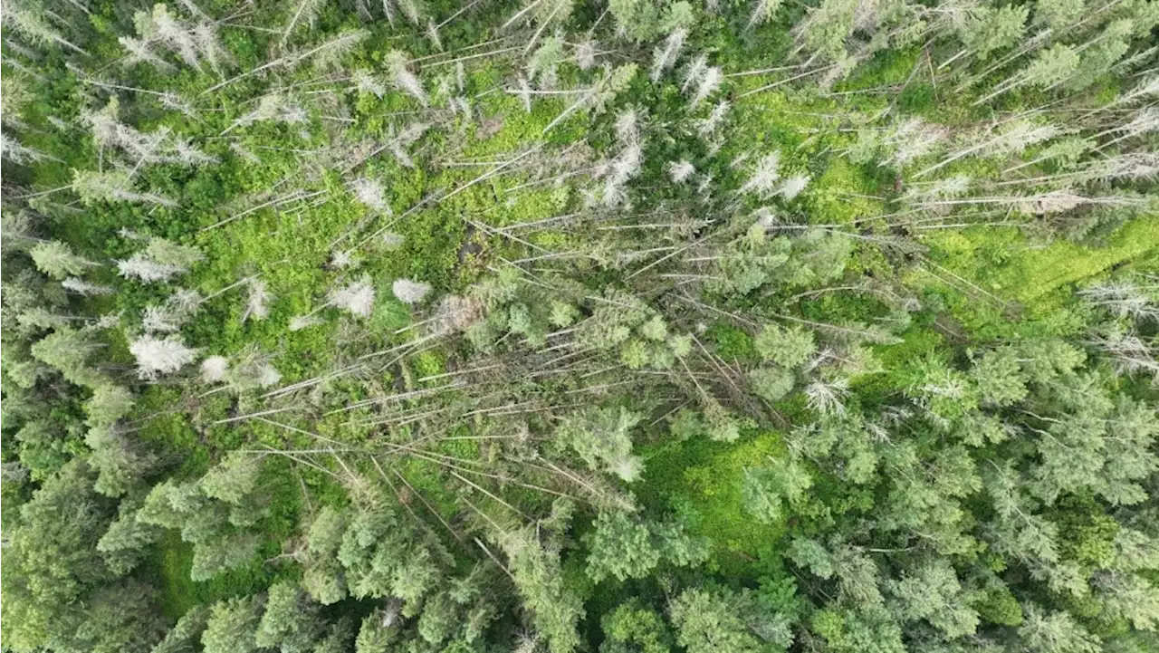 Northern Tornadoes Project confirms 2 more tornadoes in eastern Ontario after last week's storm