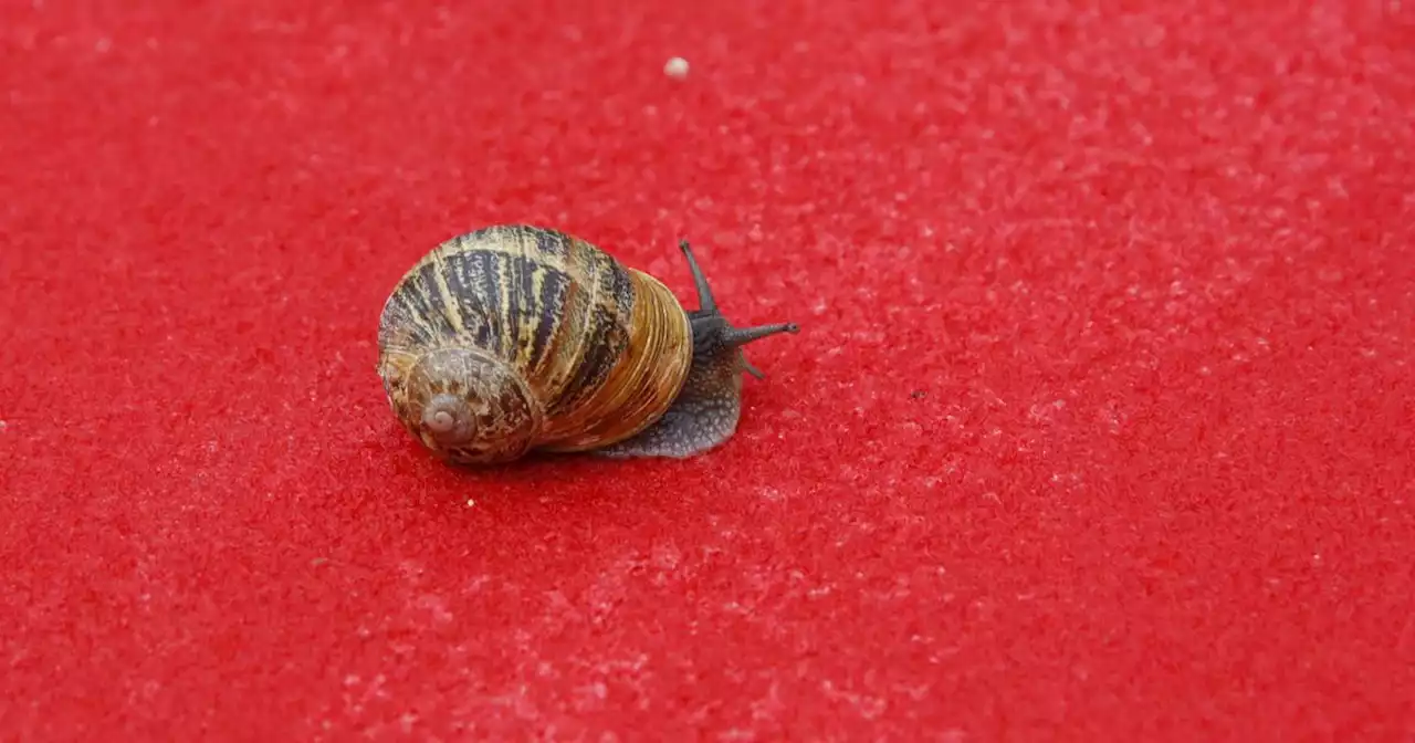 Mrs Hinch fans say snails will 'never' come back in your home thanks to 65p item