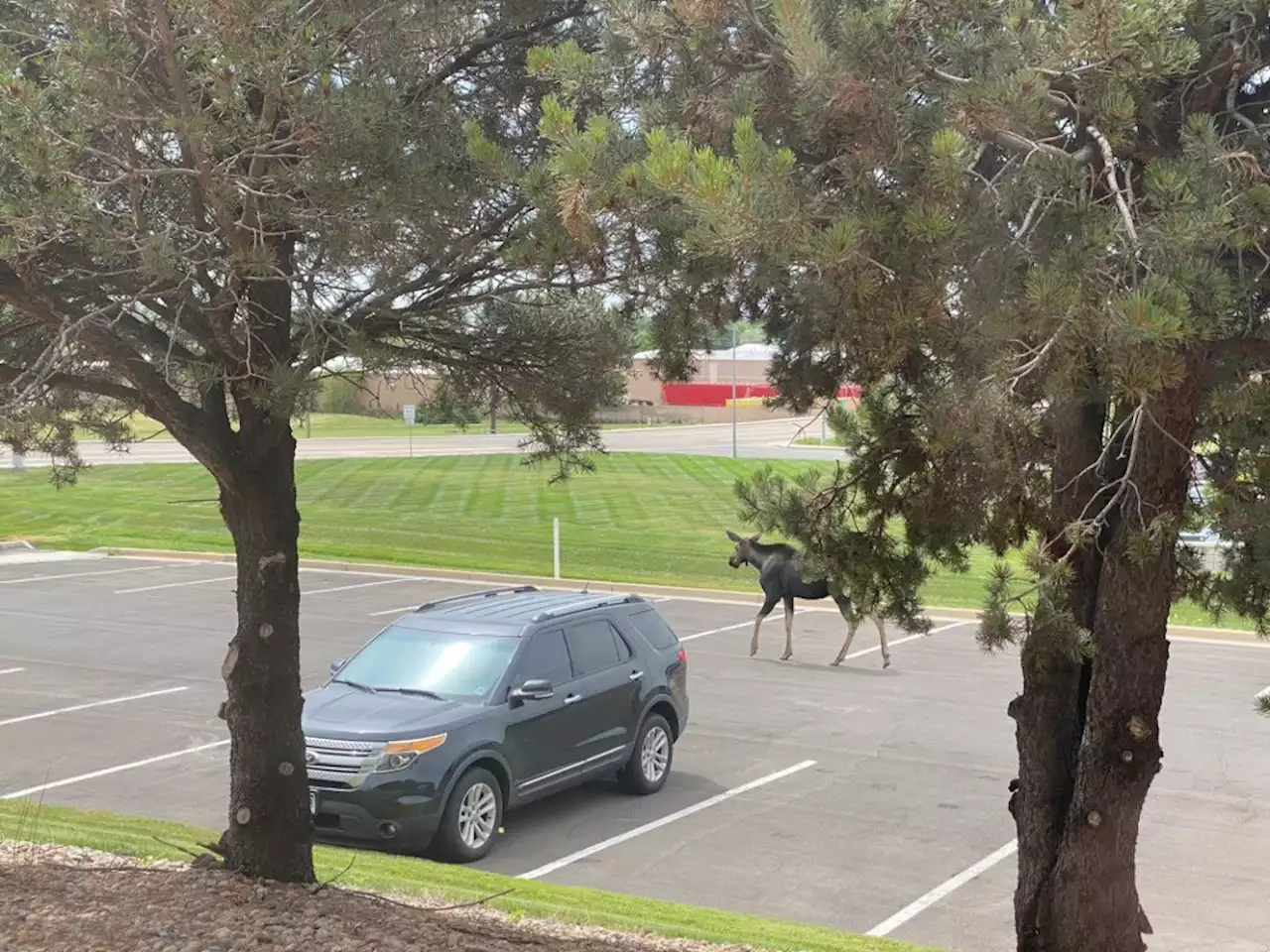 “It’s not a common sight”: Wildlife officers relocate moose on the loose in downtown Greeley