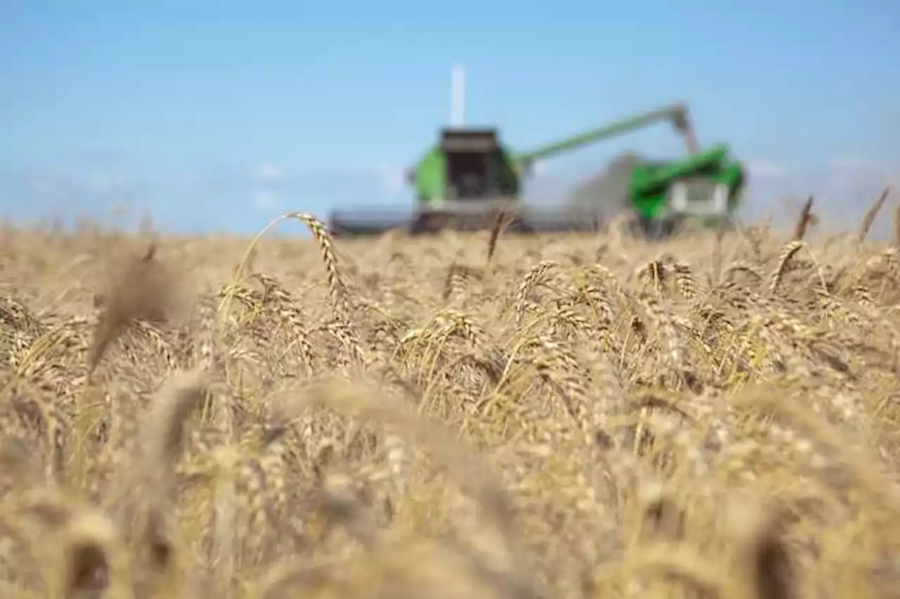 La guerra en Ucrania continúa amenazando al precio del trigo