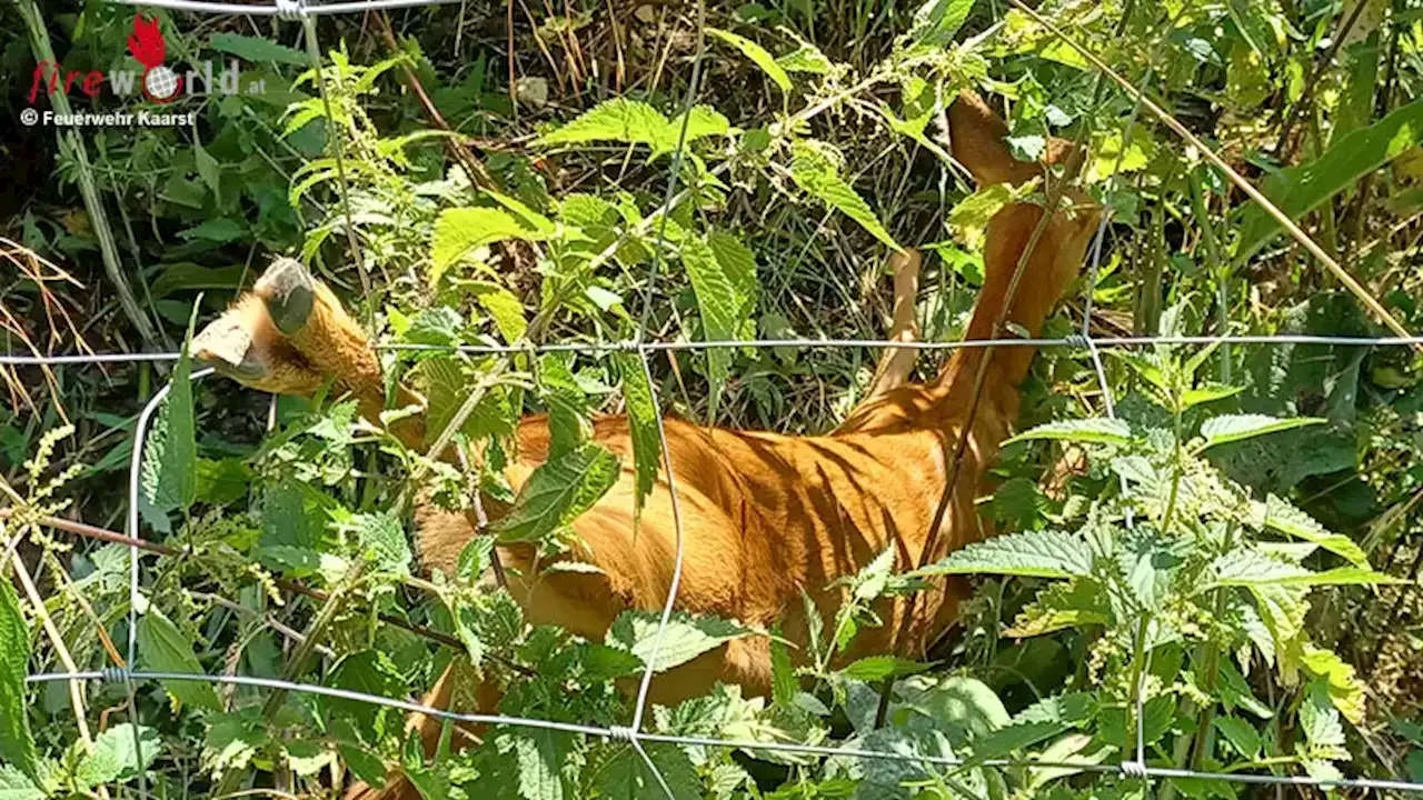 D: Rehkitz mit Hinterlauf in Drahtschlaufe eines Zauns verfangen