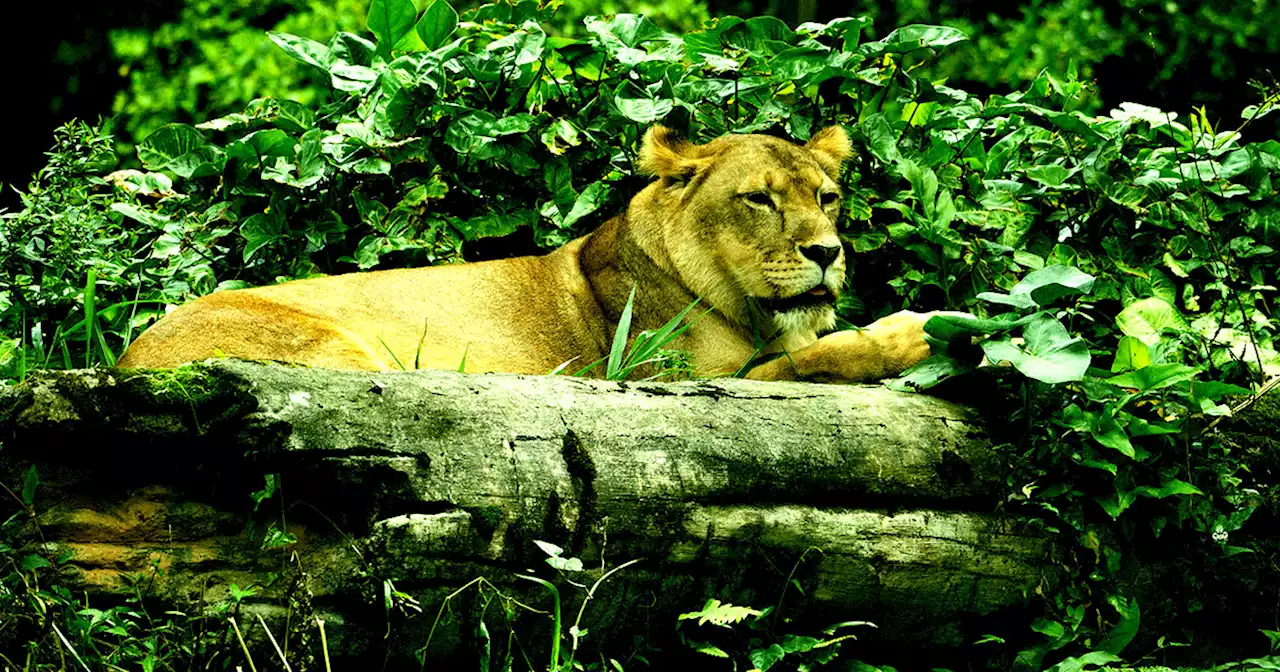 Authorities Warn Residents to Stay Indoors as Lioness Escapes