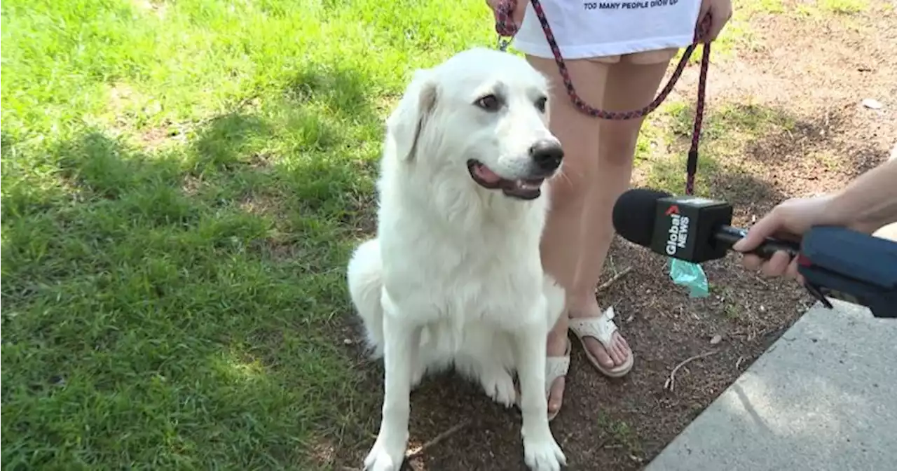 Much ado about dog doo-doo in Calgary parks; city launches survey - Calgary | Globalnews.ca