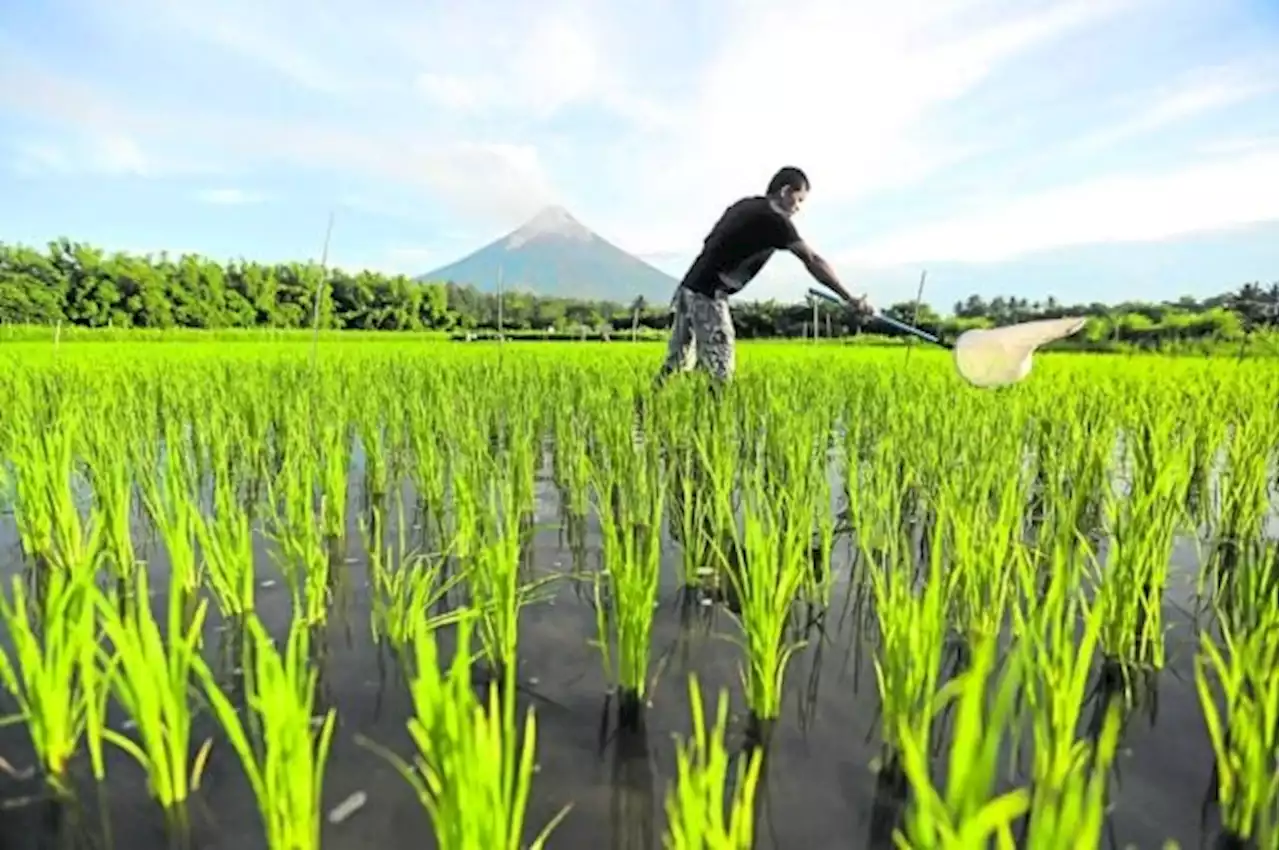 Mayon’s frequent rumbling, plumes worry Albay folk