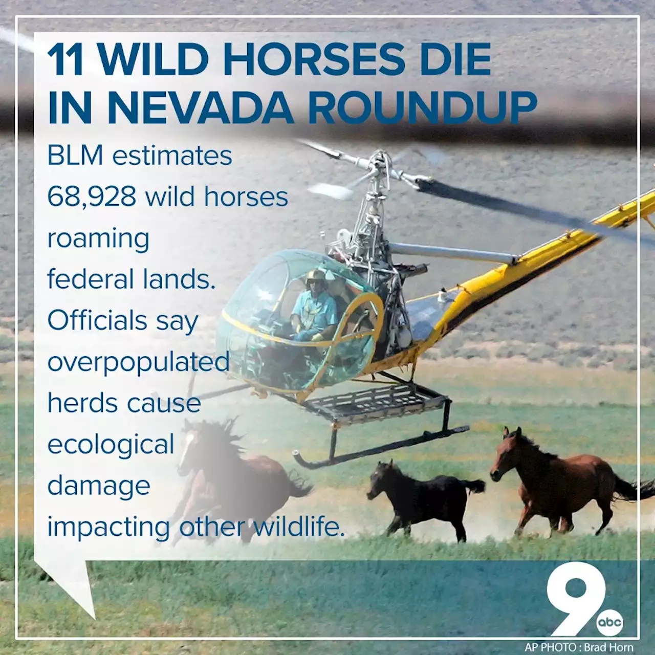 11 mustangs die in Nevada during roundup of wild horses on federal land