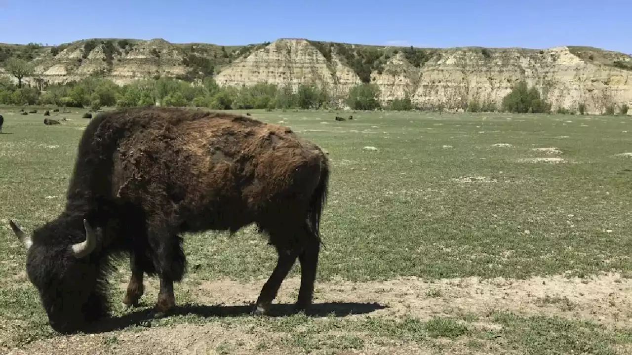 National Park Service warns about bison agitated during mating season after 2 women injured