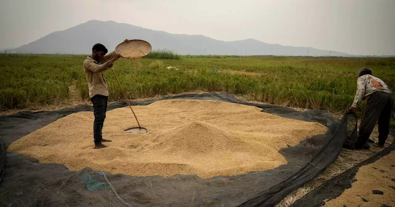 L’Inde suspend ses exportations de riz blanc non basmati