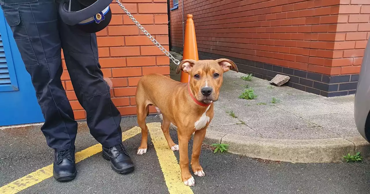 Puppy stolen from Blackpool rescued 120 miles away as woman arrested