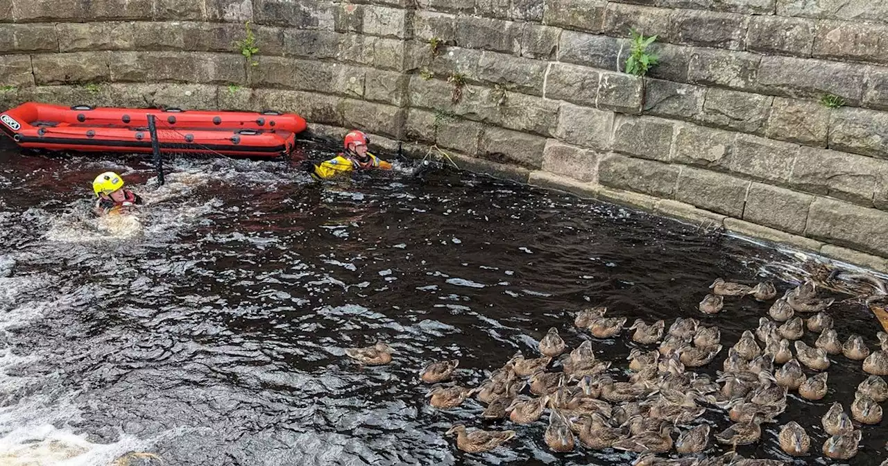 Quacking effort as 65 ducks rescued from 'washing machine' weir