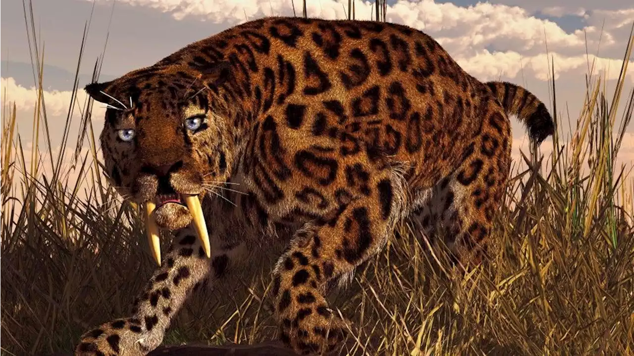 5 million-year-old fossils reveal 2 new species of saber-toothed cats in South Africa