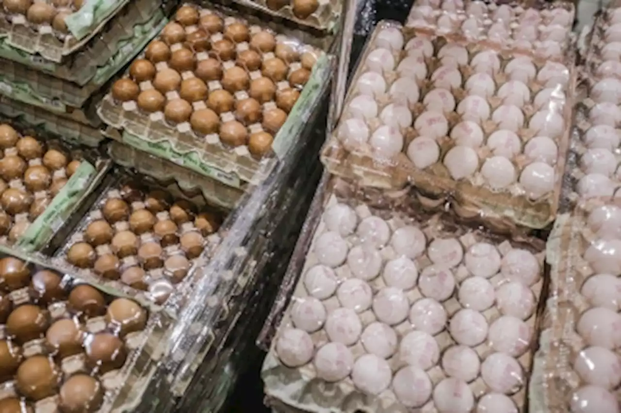 Mat Sabu: Supply of eggs and chicken recovers, no longer critical