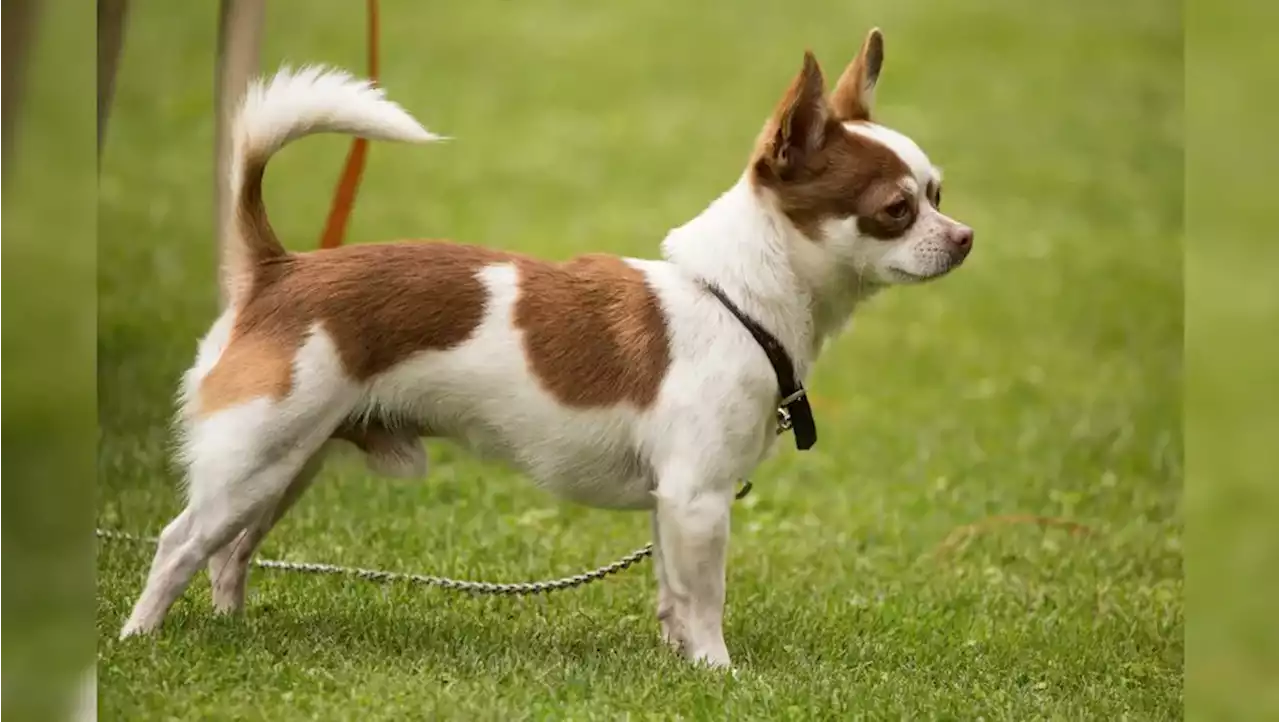 Anuncian 2do-maratón canino en-Coyoacán; aquí-los detalles