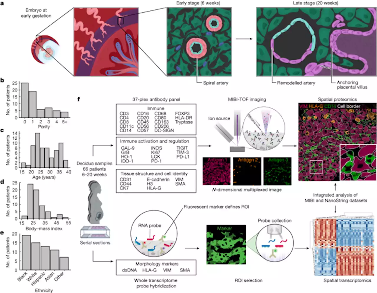 A spatially resolved timeline of the human maternal–fetal interface - Nature