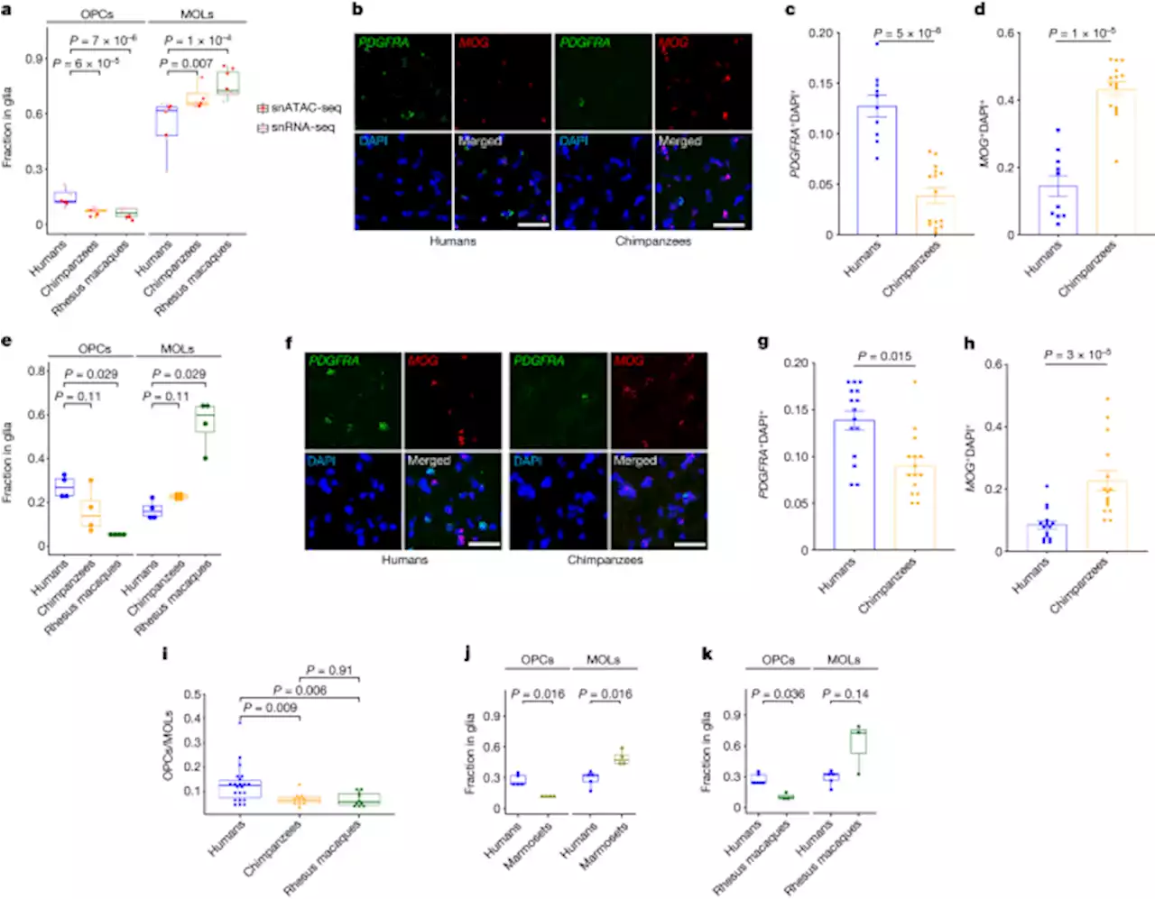 Molecular features driving cellular complexity of human brain evolution - Nature