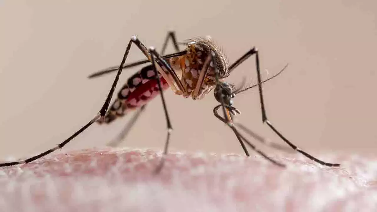 Denton County's first human case of West Nile virus this season confirmed